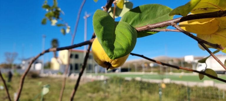 Uspješno završena sadnja prvog zelenog parka u Vlašićima